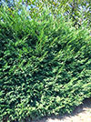 Cupressocyparis leylandii