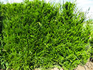 Cupressocyparis leylandii