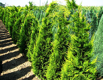 plante ornamentale tuia pepiniera arbusti