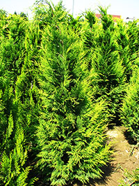 plante ornamentale tuia pepiniera