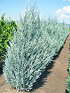 JUNIPERUS SCOPULORUM MOONGLOW