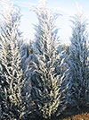 JUNIPERUS SCOPULORUM MOONGLOW