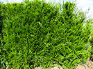 Juniperus virg. Canaerti