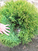 tuia GLOBOSA plante ornamentale gard viu arbusti pepiniera