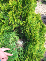 tuia SMARAGD plante ornamentale gard viu arbusti pepiniera