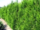 Thuja(TUIA) Plicata