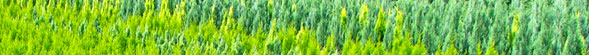 PEPINIERA PLANTE ORNAMENTALE TUIA ARBUSTI COROLA DECO ARBUSTI 
