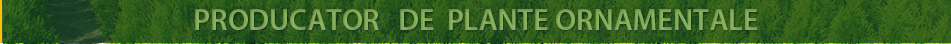 TUIA GARD VIU PLANTE ORNAMENTALE TUIA PEPINIERA COROLA DECO