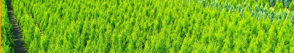 TUIA GARD VIU PLANTE ORNAMENTALE TUIA PEPINIERA COROLA DECO 
